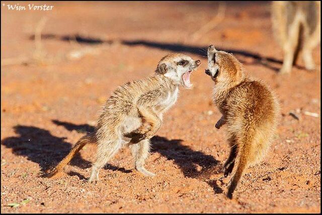 File:Minerva playfight.jpg