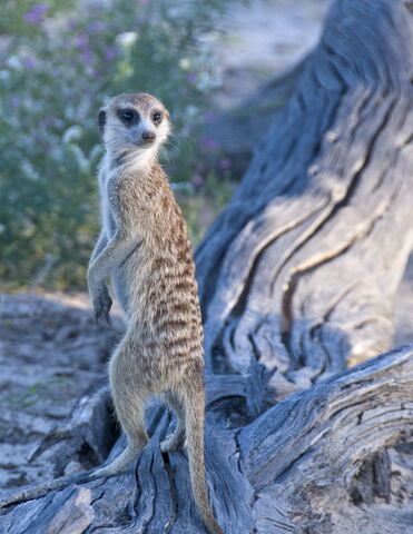 File:Hazelmeerkat.jpg