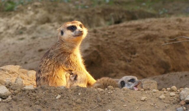 File:Meerkat with pups.jpg