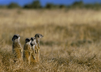 Addo Natinal Park Meerkats