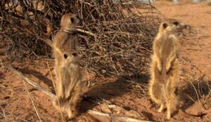 Eleusine and unknown meerkats