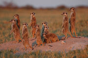 Wild Meerkats