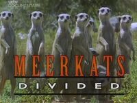 Meerkats Divided
