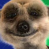 Compare the Meerkat
