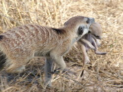 Nomads meerkats