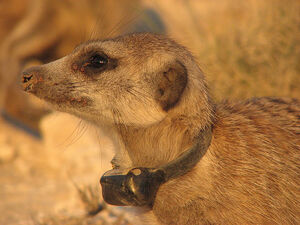Ningaloo4