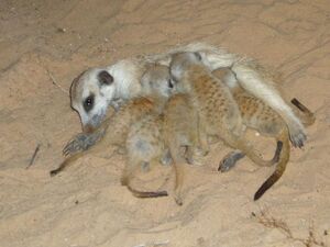 Youngzorilla