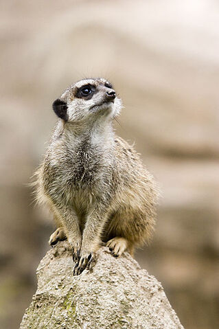 File:Meerkat on rock.jpg
