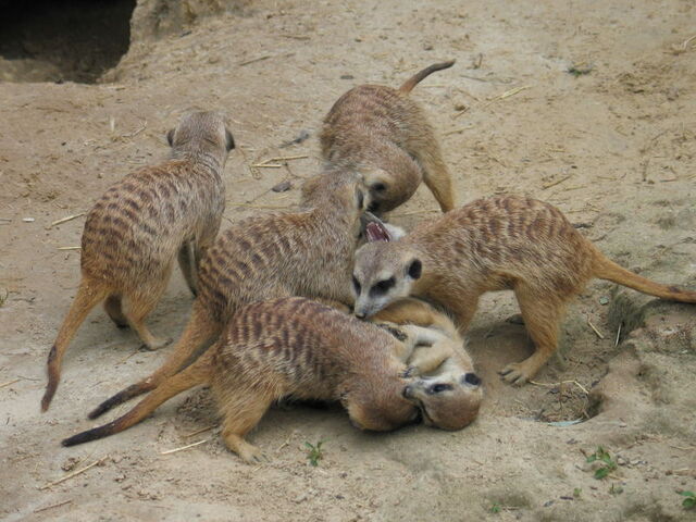 File:Mob.jpg