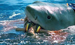 TRI FLM 060813 JawsTheRevenge