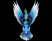 Podarge