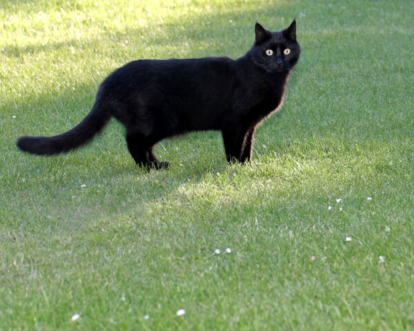 Datei:Schwarze-katze-auf-gruener-wiese.jpg