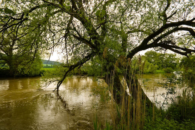 Datei:Teich mit Weide.jpg