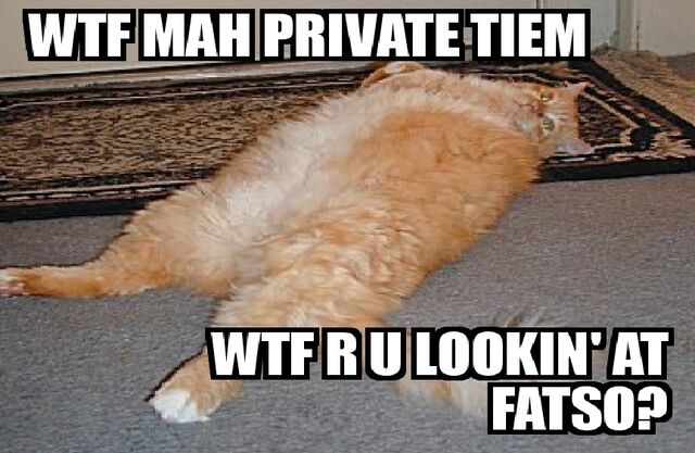 File:Wtfcatizdoinghizfirstwtf.jpg