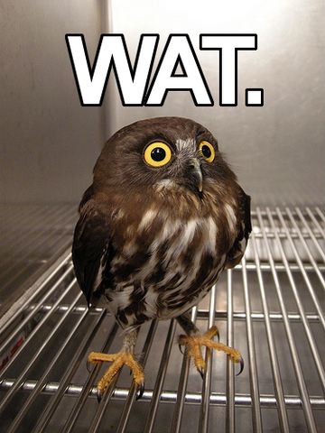 File:Y wat owl.png