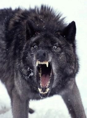 File:BLACK WOLF .jpg