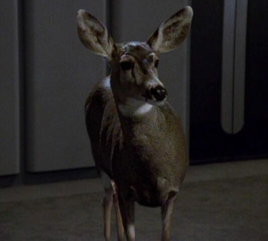 File:Deer, Waking moments.jpg