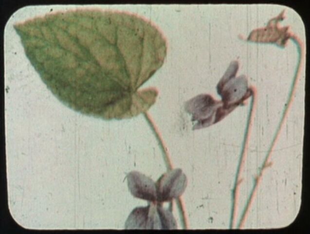 File:Viola.jpg