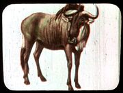 Gnu Abbildung.jpg
