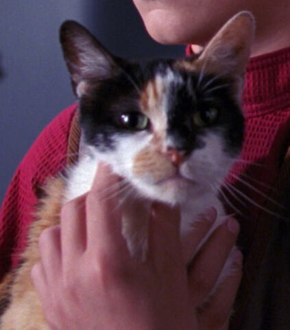File:Patches.jpg