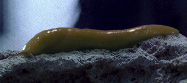 File:Sluggo.jpg