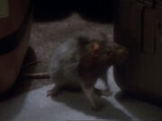 Ratte.jpg