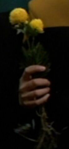 File:Chrysanthemum.jpg