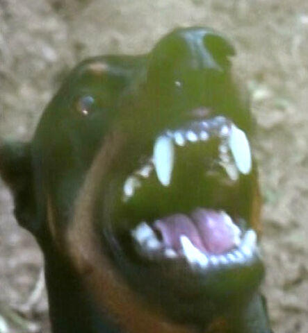 File:Doberman.jpg