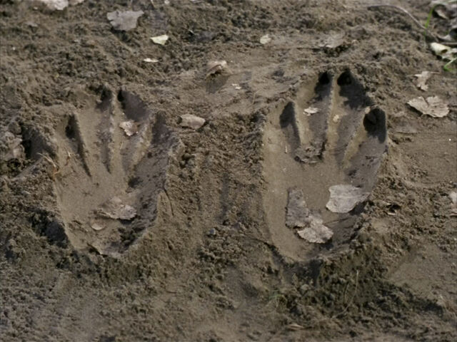 File:Rabbitprints.jpg