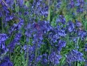 Bluebonnet.jpg