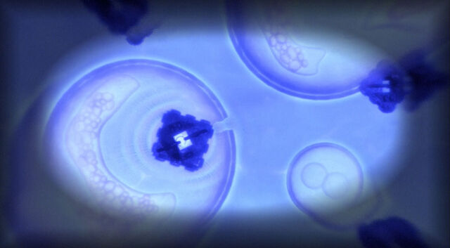File:Borg nanoprobes repair cells.jpg