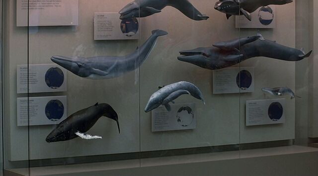 File:Cetaceans.jpg