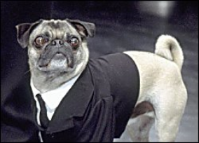 frank the pug from mib frank the pug in black wiki fandom powered by wikia frank the pug from mib frank the pug in black wiki fandom powered by wikia