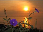 Amanhecer