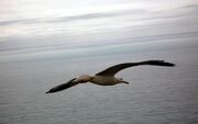 Ws Bird flying 1280x800.jpg