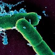 Bacteria2