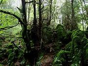 220px-Puzzlewood