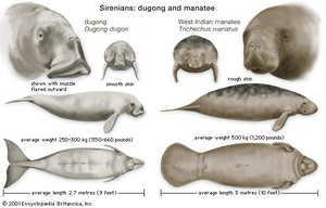 Sirenians