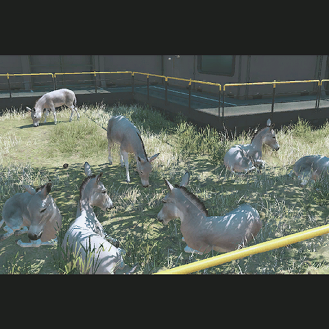 File:ACC ZooDonkey TPP.png