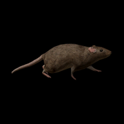 Gerbil 39245664111db