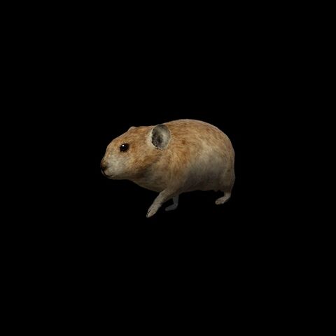 File:Afghan Pika.jpg