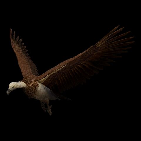 File:Griffon Vulture.jpg
