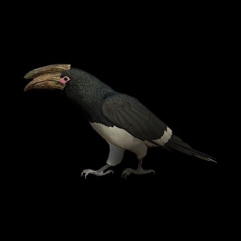 File:Trumpeter Hornbill.jpg