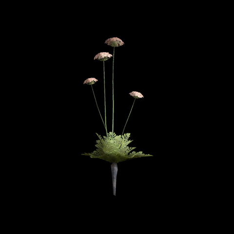 File:VI BlackCarrot TPP.png