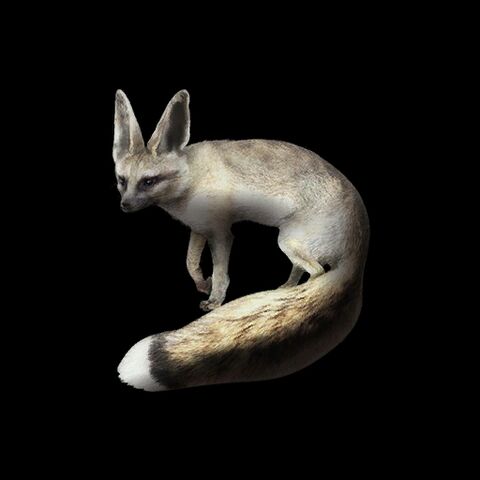 File:Blandford's Fox.jpg