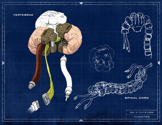 File:Spine.jpg