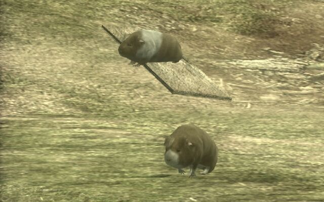 File:South America guinea pigs.jpg
