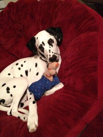 File:Chief with toy.jpg