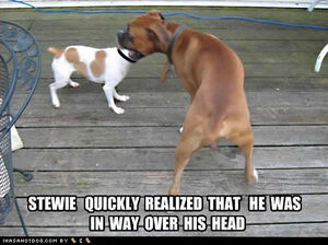 Funny-dog-pictures-over-head