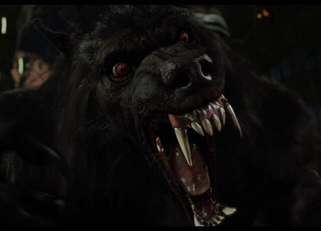 File:WereWolf-werewolf-20646978-800-576.jpg
